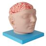 HRYHWASE Educatief model Hersenmodel Hersenmodel Afneembaar digitaal bord voor medisch onderwijs, modellen