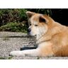FRUKAT 500 Piece Jigsaw Puzzle for Kids and Adults Age 12 Years and up-Akita, inu, hond, liggen, liggen 52x38cm