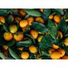 FRUKAT 500 Stuks Impossible Puzzel Voor Het Hele Gezin-Mandarijnen, fruit, citrus 52x38cm