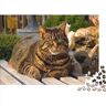 SCOOVY Jigsaw Puzzles Puzzles for Adults,Jigsaw Puzzles for Adults,Jigsaw Puzzle for Teens & Adults Cat Puzzle Jigsaw Puzzles for Adults 500pcs (52x38cm)