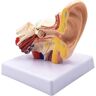 ABNNHK Anatomiemodel Anatomiemodel Anatomie van het menselijk oor Simulatiemodel voor onderwijs Model van didactisch materiaal Orgaanmodel