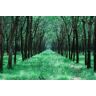 AmsoAn Groen Bos, Houten Puzzel, Educatief Puzzelspel Educatief Speelgoed Puzzel Educatieve Spellen/Green Forest/6000Pcs