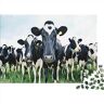 SCOOVY Wildlife Puzzle Wooden Jigsaw Puzzles, Cow Jigsaw Puzzle Wooden Puzzles for Adults, Unique Shaped Wood Puzzles,Wooden Puzzles for Adults Teens with Wood Gift Box, 500pcs (52x38cm)