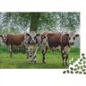 SCOOVY Wildlife Puzzle Jigsaw Puzzles for Adults   Cow Jigsaw Puzzle Puzzles for Adults Teens Jigsaw   Cow Jigsaw Puzzle Puzzles