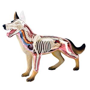 JUJNE Dog Anatomy Model - Medical Anatomical Wolf Dog Model - Anatomy Simulation Animal Biology Detachable Organ Body Parts Science Educational Model Toys