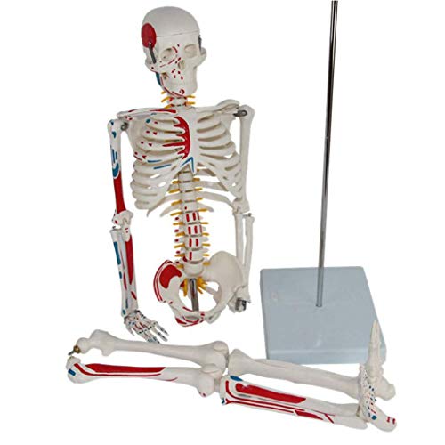 AoBloom Skelet anatomisch model 85cm levensgroot menselijk skelet onderwijs anatomisch model medisch volledig skelet anatomisch menselijk model
