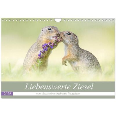 Liebenswerte Ziesel - vom Aussterben bedrohte Nagetiere (Wandkalender 2026 DIN A4 quer), CALVENDO Monatskalender Liebenswerte Ziesel - vom Aussterben bedrohte Nagetiere (Wandkalender 2026 DIN A4 quer), CALVENDO Monatskalender