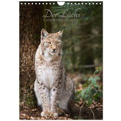 Der Luchs - Europas größte Samtpfote (Wandkalender 2026 DIN A4 hoch), CALVENDO Monatskalender Der Luchs - Europas größte Samtpfote (Wandkalender 2026 DIN A4 hoch), CALVENDO Monatskalender