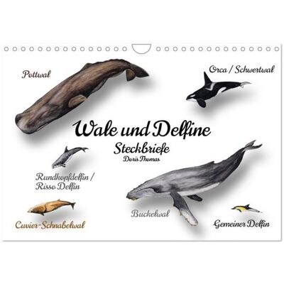 Wale und Delfine Steckbriefe (Wandkalender 2026 DIN A4 quer), CALVENDO Monatskalender Wale und Delfine Steckbriefe (Wandkalender 2026 DIN A4 quer), CALVENDO Monatskalender