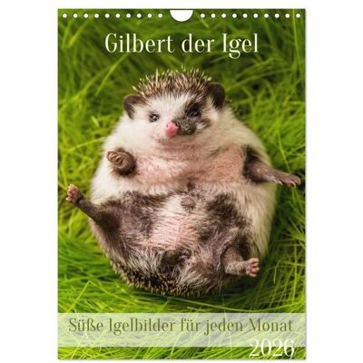 Gilbert der Igel (Wandkalender 2026 DIN A4 hoch), CALVENDO Monatskalender Gilbert der Igel (Wandkalender 2026 DIN A4 hoch), CALVENDO Monatskalender