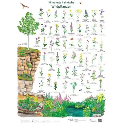 Druckbunt Verlag GmbH Klimafeste heimische Wildpflanzen Druckbunt Verlag GmbH Klimafeste heimische Wildpflanzen