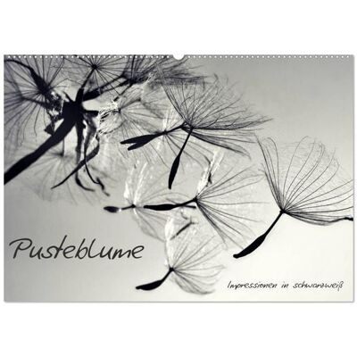 Pusteblume - Impressionen in schwarzweiß (Wandkalender 2026 DIN A2 quer), CALVENDO Monatskalender Pusteblume - Impressionen in schwarzweiß (Wandkalender 2026 DIN A2 quer), CALVENDO Monatskalender