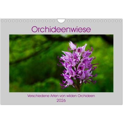 Orchideenwiese 2026 (Wandkalender 2026 DIN A4 quer), CALVENDO Monatskalender Orchideenwiese 2026 (Wandkalender 2026 DIN A4 quer), CALVENDO Monatskalender