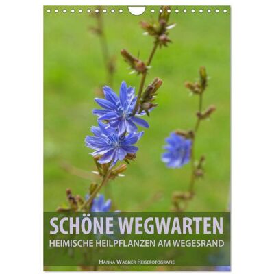 Schöne Wegwarten. Heimische Heilpflanzen am Wegesrand (Wandkalender 2026 DIN A4 hoch), CALVENDO Monatskalender Schöne Wegwarten. Heimische Heilpflanzen am Wegesrand (Wandkalender 2026 DIN A4 hoch), CALVENDO Monatskalender