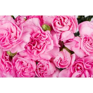 Papermoon Fototapete »Rosen rosa« bunt B/L: 2,00 m x 1,49 m B/L: 2,00 m x 1,49 m unisex