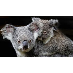 Papermoon Fototapete »Koala Mutter und Joey« bunt B/L: 2,00 m x 1,49 m B/L: 2,00 m x 1,49 m unisex