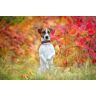 Papermoon Fototapete »Hund in Natur« bunt B/L: 5,00 m x 2,80 m B/L: 5,00 m x 2,80 m unisex
