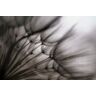 Papermoon Fototapete »Photo-Art KEREN OR, PUSTEBLUME DURCHSCHEINEND« bunt B/L: 4,00 m x 2,60 m B/L: 4,00 m x 2,60 m unisex