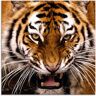 Artland Glasbild »Tiger Kopf«, Wildtiere, (1 St.) bunt B/H: 40 cm x 40 cm B/H: 40 cm x 40 cm unisex