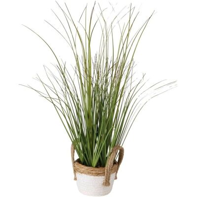 Boltze Topfpflanze Gras Boltze Topfpflanze Gras