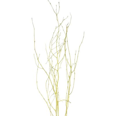 Birkenzweige Trockenfloristik Bund Betula ca. 110 cm Pastellgelb Birkenzweige Trockenfloristik Bund Betula ca. 110 cm Pastellgelb