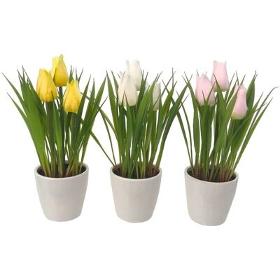 Boltze Topfpflanze daisie 3-fach sortiert 1 Stück Boltze Topfpflanze daisie 3-fach sortiert 1 Stück