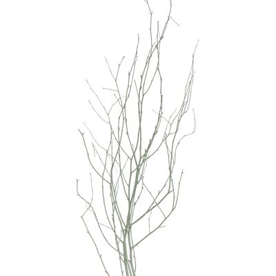 Birkenzweige Trockenfloristik Bund Betula ca. 110 cm Pastellgrün Birkenzweige Trockenfloristik Bund Betula ca. 110 cm Pastellgrün