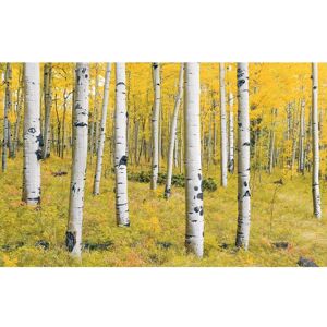 KOMAR Orange Forest Wandbild - Waldszene 400x250cm KOMAR Orange Forest Wandbild - Waldszene 400x250cm