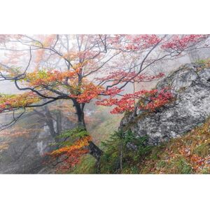 KOMAR Euphoria Wandbild - Herbstwald, 300x200cm KOMAR Euphoria Wandbild - Herbstwald, 300x200cm