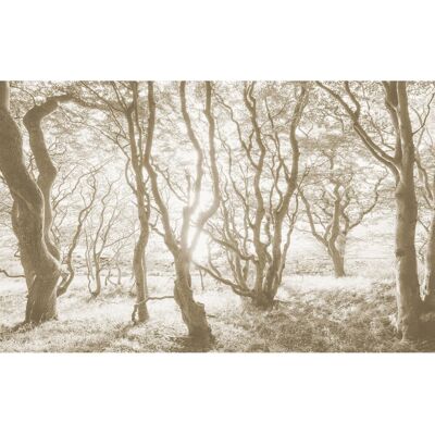 KOMAR Bleached Birch Deutsche Vlies Tapete - 400x250cm KOMAR Bleached Birch Deutsche Vlies Tapete - 400x250cm