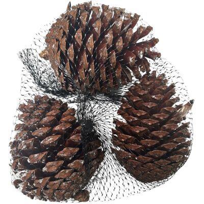 Mica Decorations Kieferzapfen Basteldekoration 220 g Hellbraun Mica Decorations Kieferzapfen Basteldekoration 220 g Hellbraun