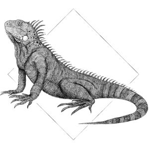 KOMAR - Iguana White - 30x40 cm - bunt - Poster KOMAR - Iguana White - 30x40 cm - bunt - Poster