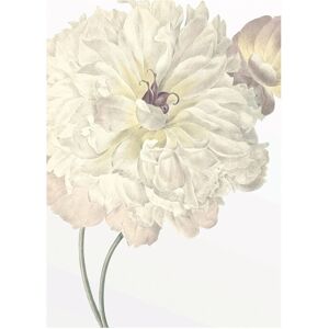 KOMAR - Illustration Dahlia - 30x40 cm - Bunt - Poster KOMAR - Illustration Dahlia - 30x40 cm - Bunt - Poster