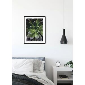 KOMAR Succulent Single Bunt Poster - Indoor KOMAR Succulent Single Bunt Poster - Indoor