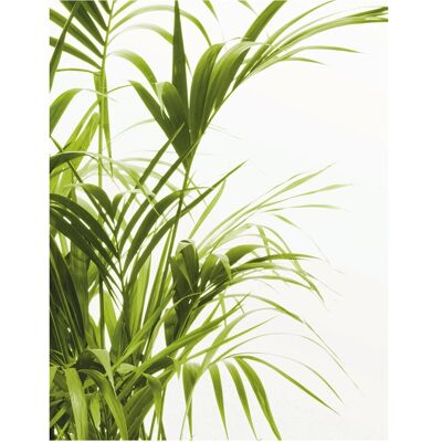 KOMAR - Reed Leaves - 40x50 cm - Poster KOMAR - Reed Leaves - 40x50 cm - Poster