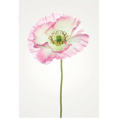 KOMAR Poppy Bunt Rechteck Poster - Poster KOMAR Poppy Bunt Rechteck Poster - Poster