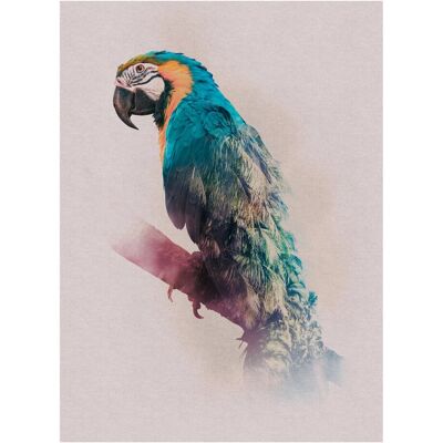Komar Wandbild Animals Paradise Parrot 30 cm x 40 cm Komar Wandbild Animals Paradise Parrot 30 cm x 40 cm