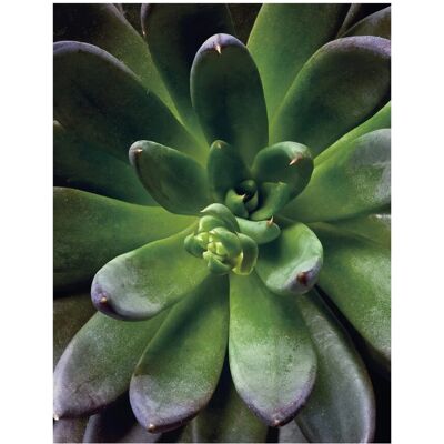 Komar Wandbild Succulent Single 40 cm x 50 cm Komar Wandbild Succulent Single 40 cm x 50 cm