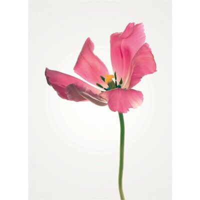 KOMAR Tulip Rosa Blumenposter 30x40cm KOMAR Tulip Rosa Blumenposter 30x40cm