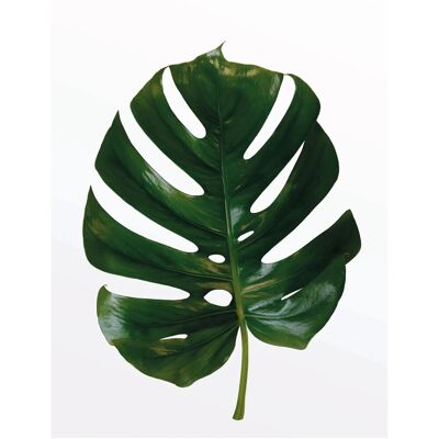 KOMAR Monstera Blatt Poster - Wandbild für Innen KOMAR Monstera Blatt Poster - Wandbild für Innen