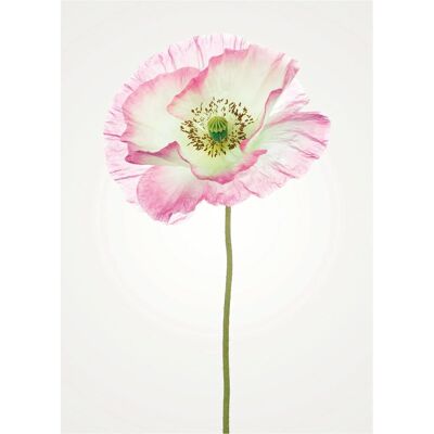 KOMAR - Poppy - Bunt - 30x40 cm - Poster KOMAR - Poppy - Bunt - 30x40 cm - Poster