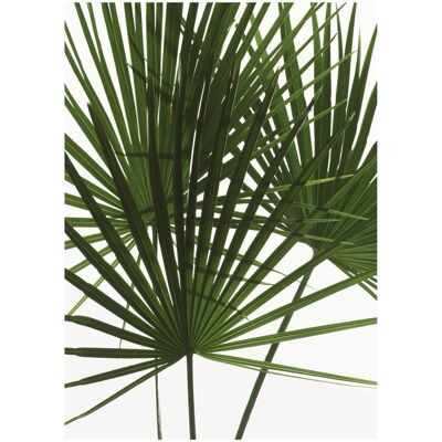 Komar Wandbild Palmtree Leaves 30 cm x 40 cm Komar Wandbild Palmtree Leaves 30 cm x 40 cm