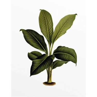 Komar Wandbild Elastica Leaf 40 cm x 50 cm Komar Wandbild Elastica Leaf 40 cm x 50 cm