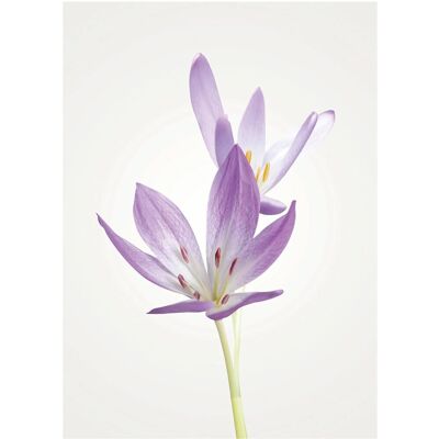 KOMAR - Autumn Crocus - 30x40 cm - Poster KOMAR - Autumn Crocus - 30x40 cm - Poster