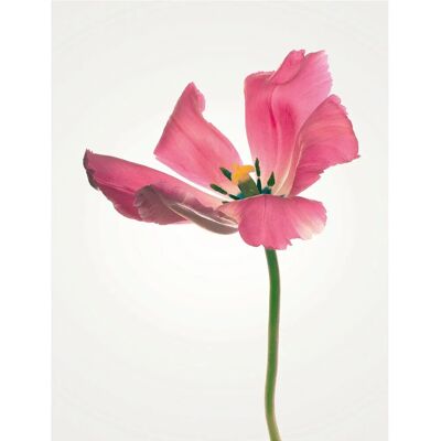 KOMAR Tulip Pink Blumen Poster - Wandbild KOMAR Tulip Pink Blumen Poster - Wandbild