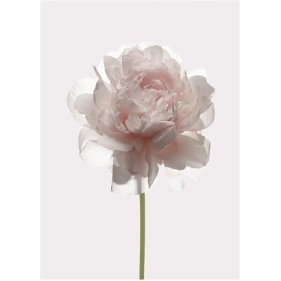 Komar Wandbild Rose 30 cm x 40 cm Komar Wandbild Rose 30 cm x 40 cm