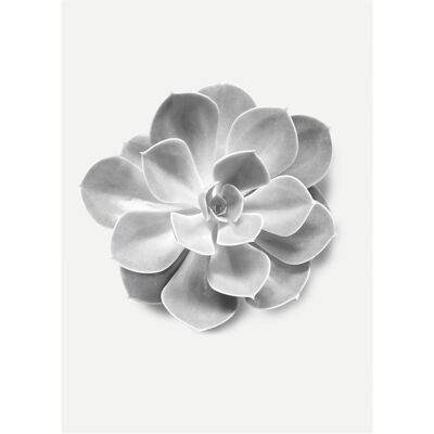Komar Wandbild Succulent Aeonium 30 cm x 40 cm Komar Wandbild Succulent Aeonium 30 cm x 40 cm
