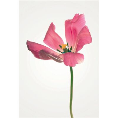KOMAR Tulip Poster - Blumen - rosa - Indoor Poster KOMAR Tulip Poster - Blumen - rosa - Indoor Poster