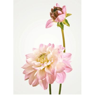 Komar Wandbild Dahlia 30 cm x 40 cm Komar Wandbild Dahlia 30 cm x 40 cm