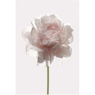 KOMAR Rose Rosa Blumen Rechteckiges Poster - Poster KOMAR Rose Rosa Blumen Rechteckiges Poster - Poster